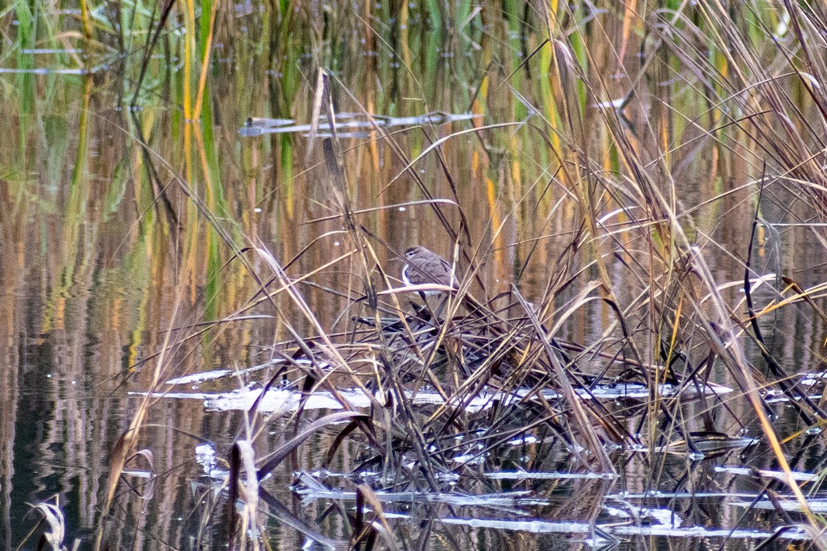 Spotted Sandpiper - ML613604573