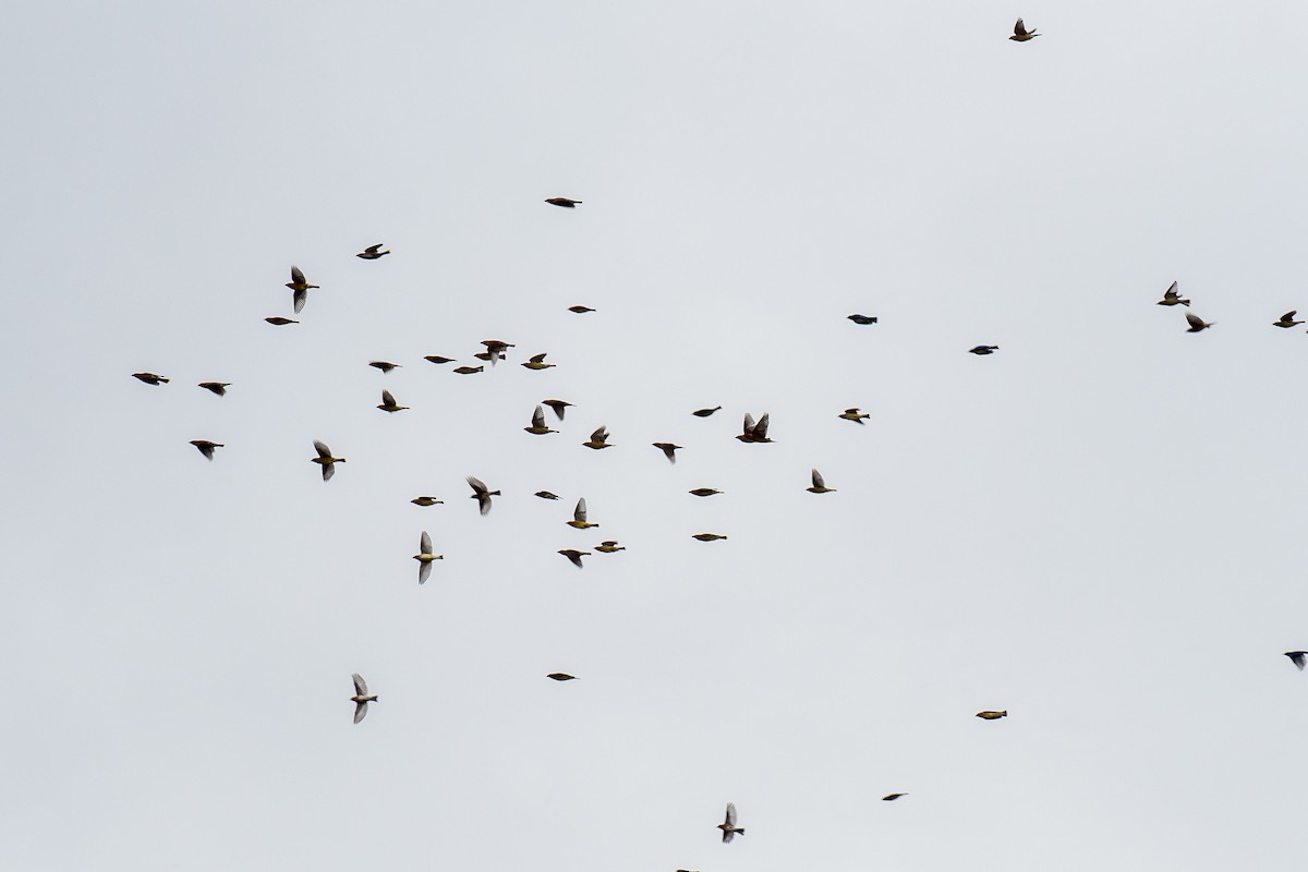 Cedar Waxwing - ML613604575