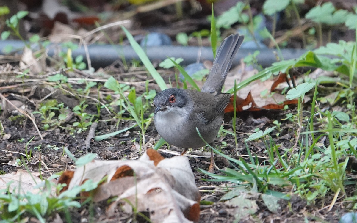 Sardinian Warbler - ML613604595