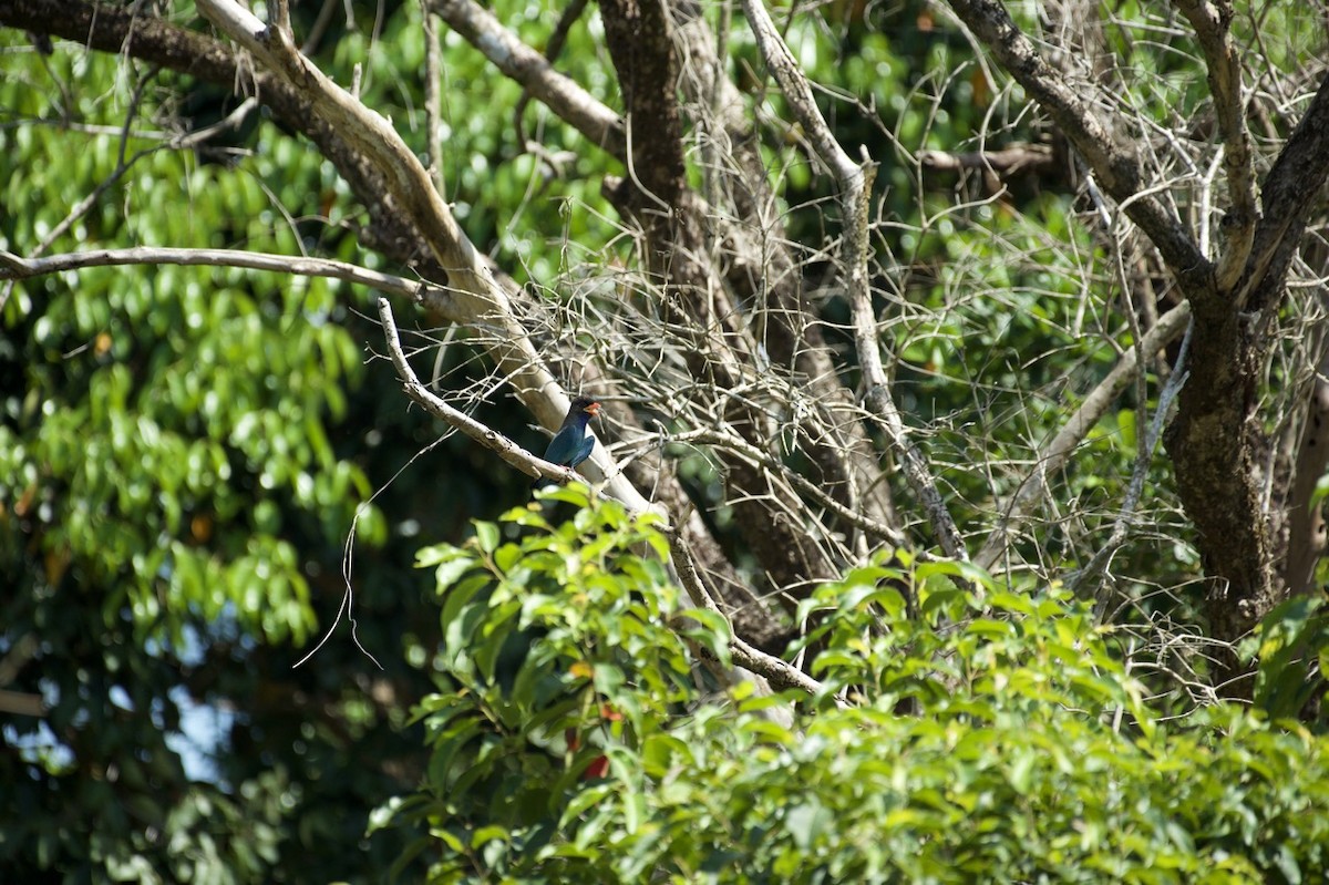 Dollarbird - ML613604607