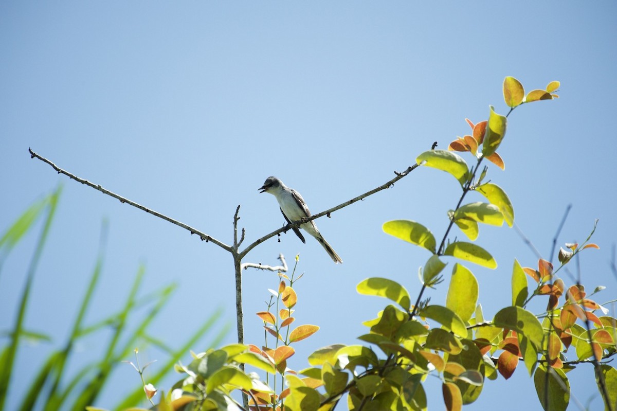 Ashy Minivet - Eitan C.