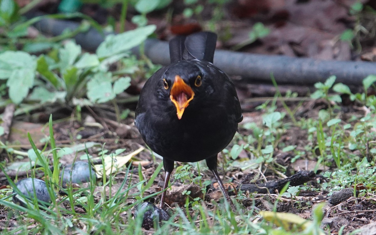 Eurasian Blackbird - ML613604625