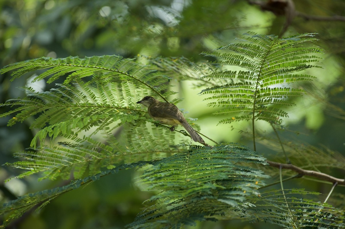 Streak-eared Bulbul - Eitan C.