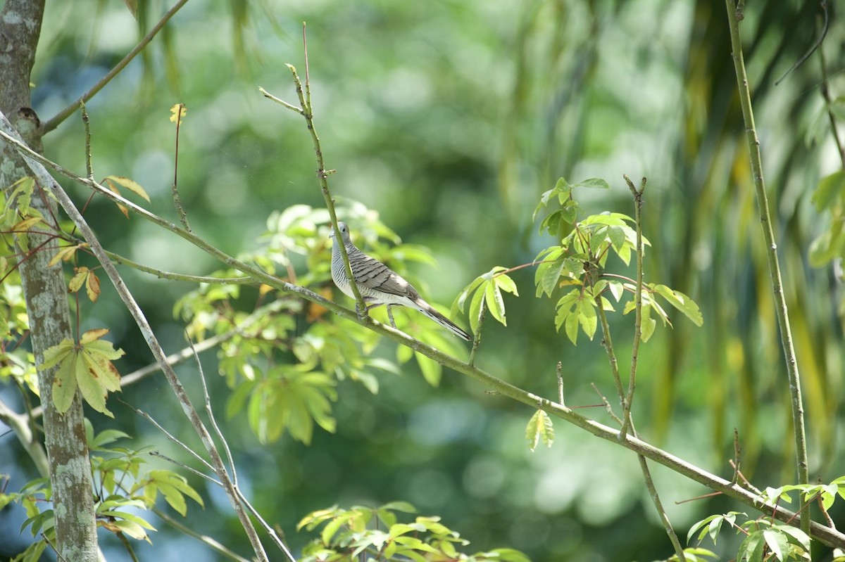 Zebra Dove - ML613604631