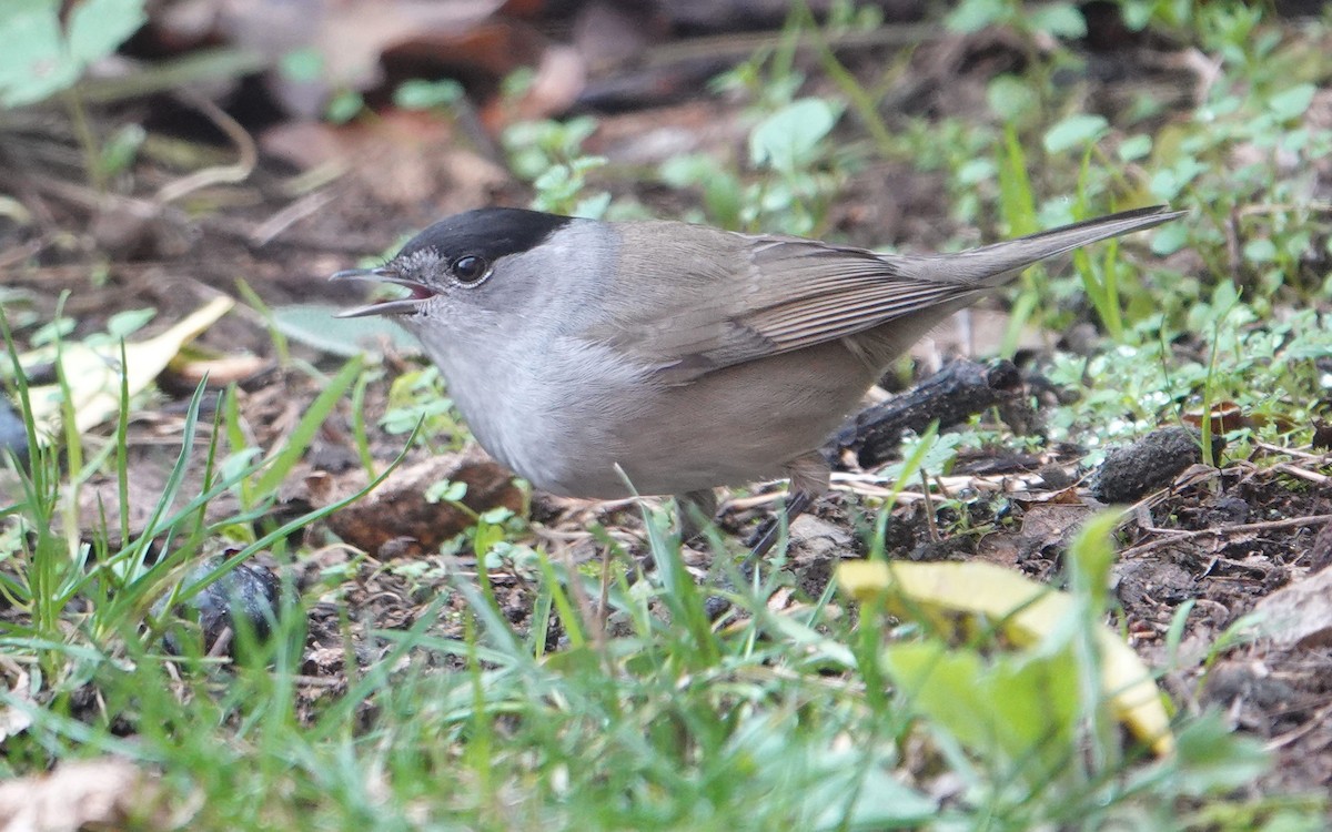 Eurasian Blackcap - ML613604652