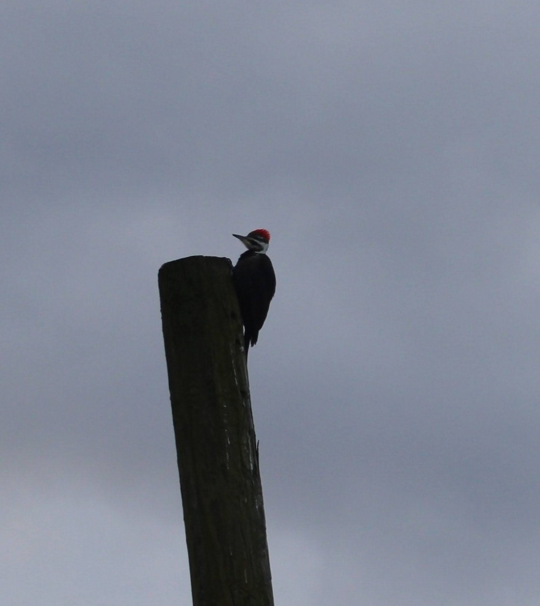 Pileated Woodpecker - ML613604656