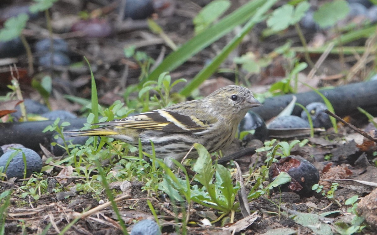 Eurasian Siskin - ML613604669