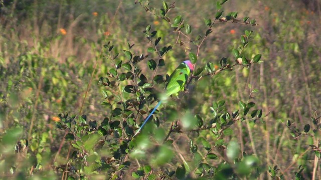 Plum-headed Parakeet - ML613604684