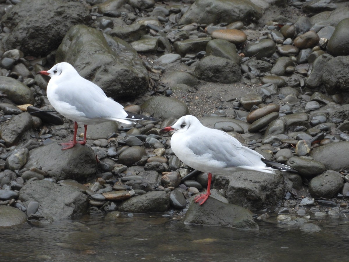 Black-headed Gull - ML613604694