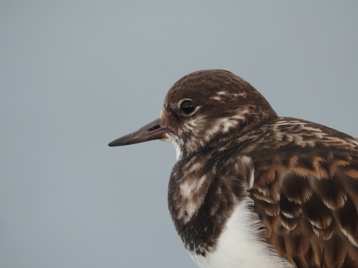 Ruddy Turnstone - ML613604728