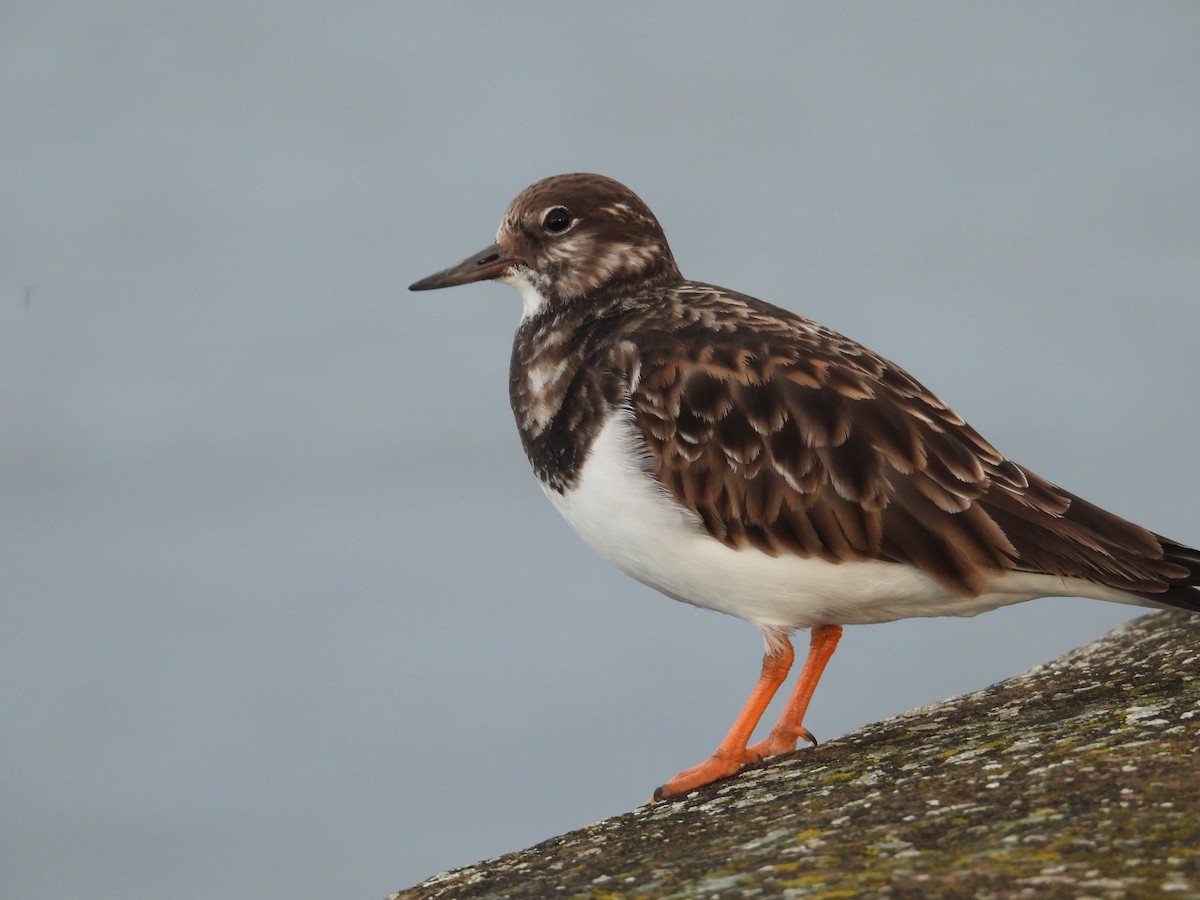 Ruddy Turnstone - ML613604730