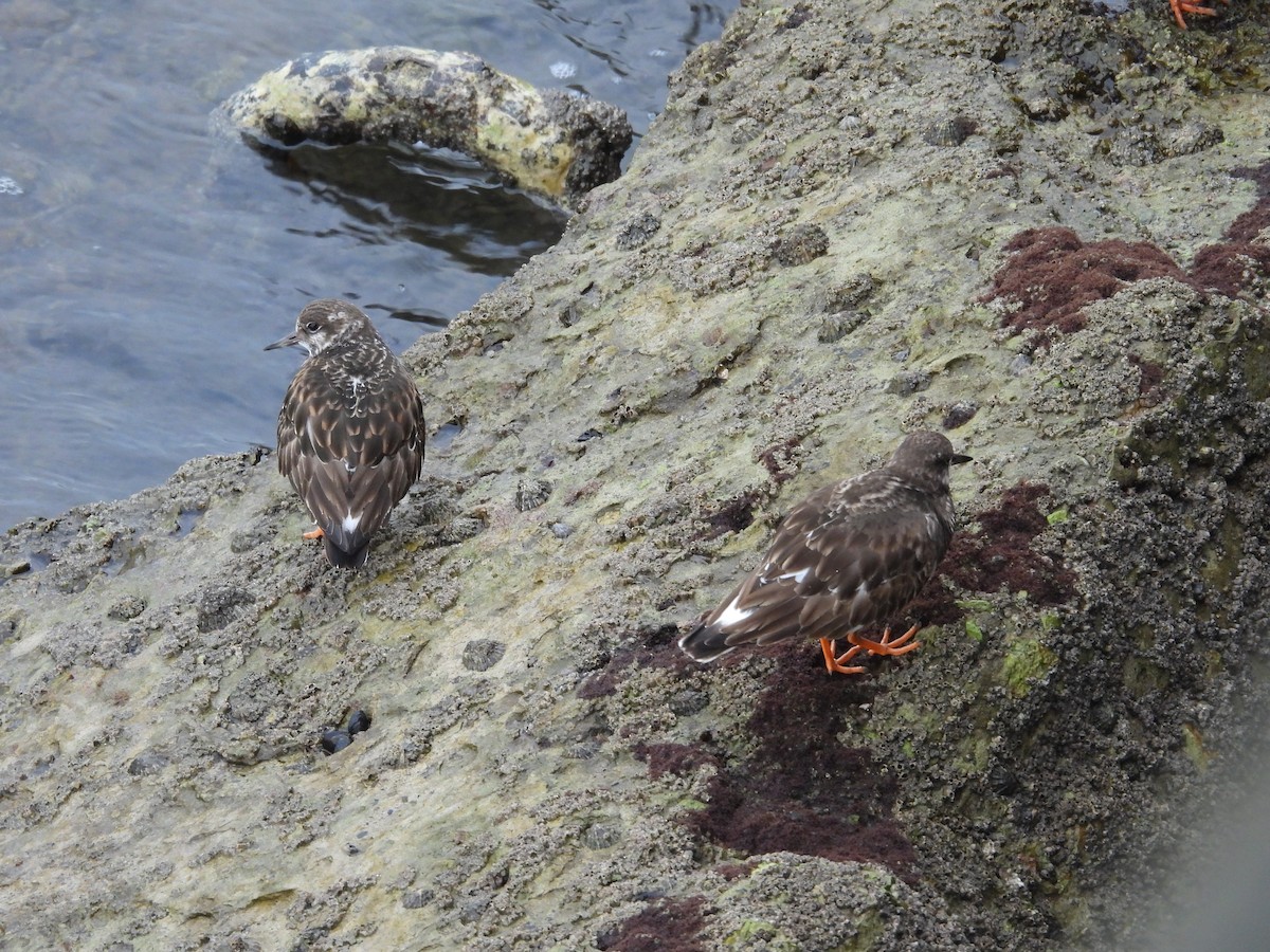 Ruddy Turnstone - Fran Alvarez Gonzalez