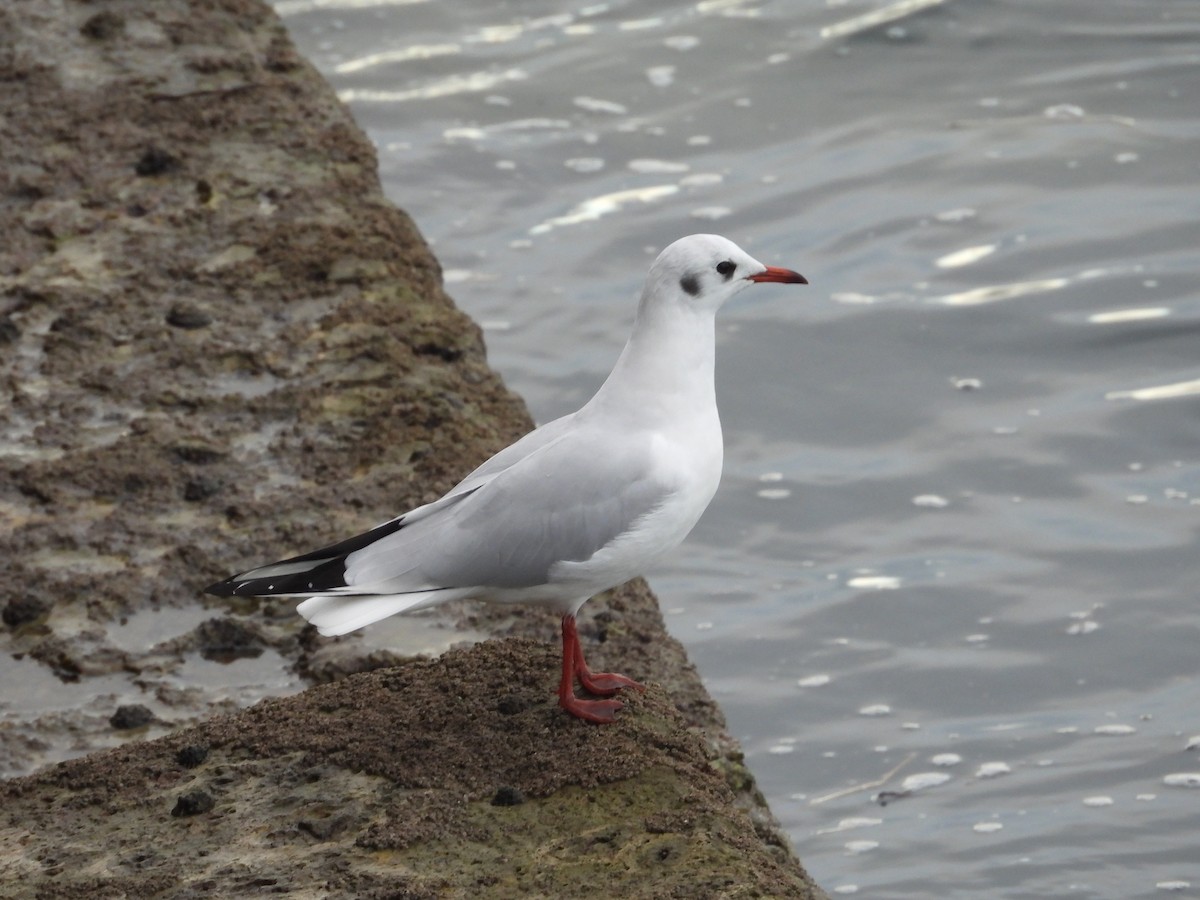 Mouette rieuse - ML613604737