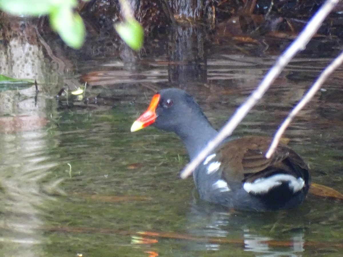 Gallinule d'Amérique - ML613604775