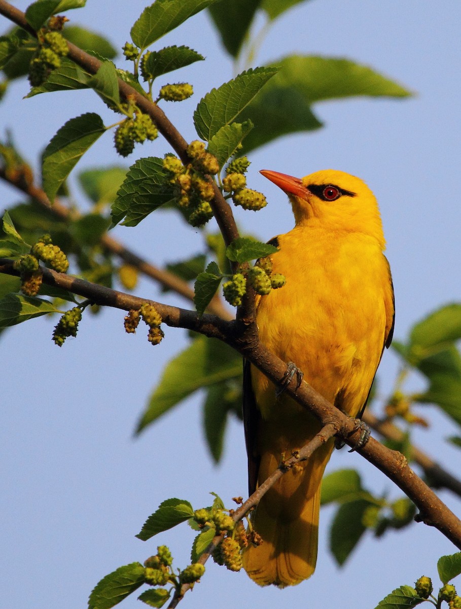 Indian Golden Oriole - ML613604782