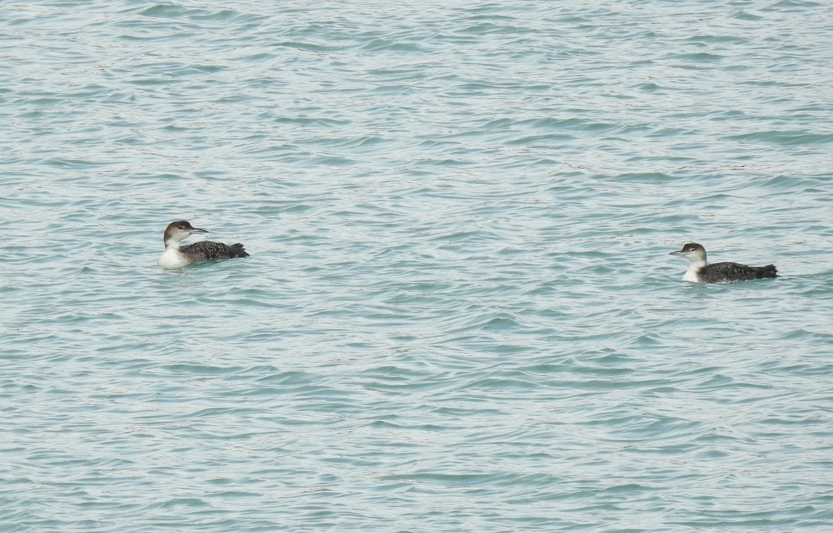 Common Loon - ML613604783