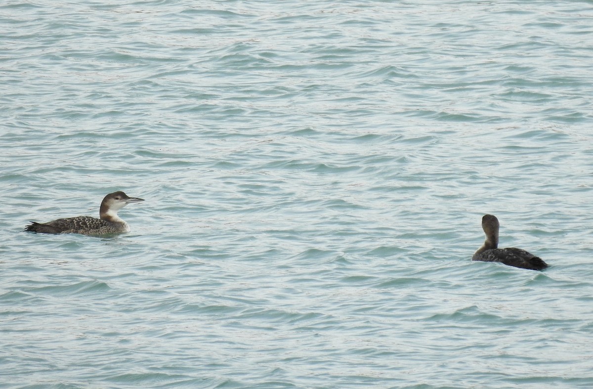 Common Loon - ML613604785