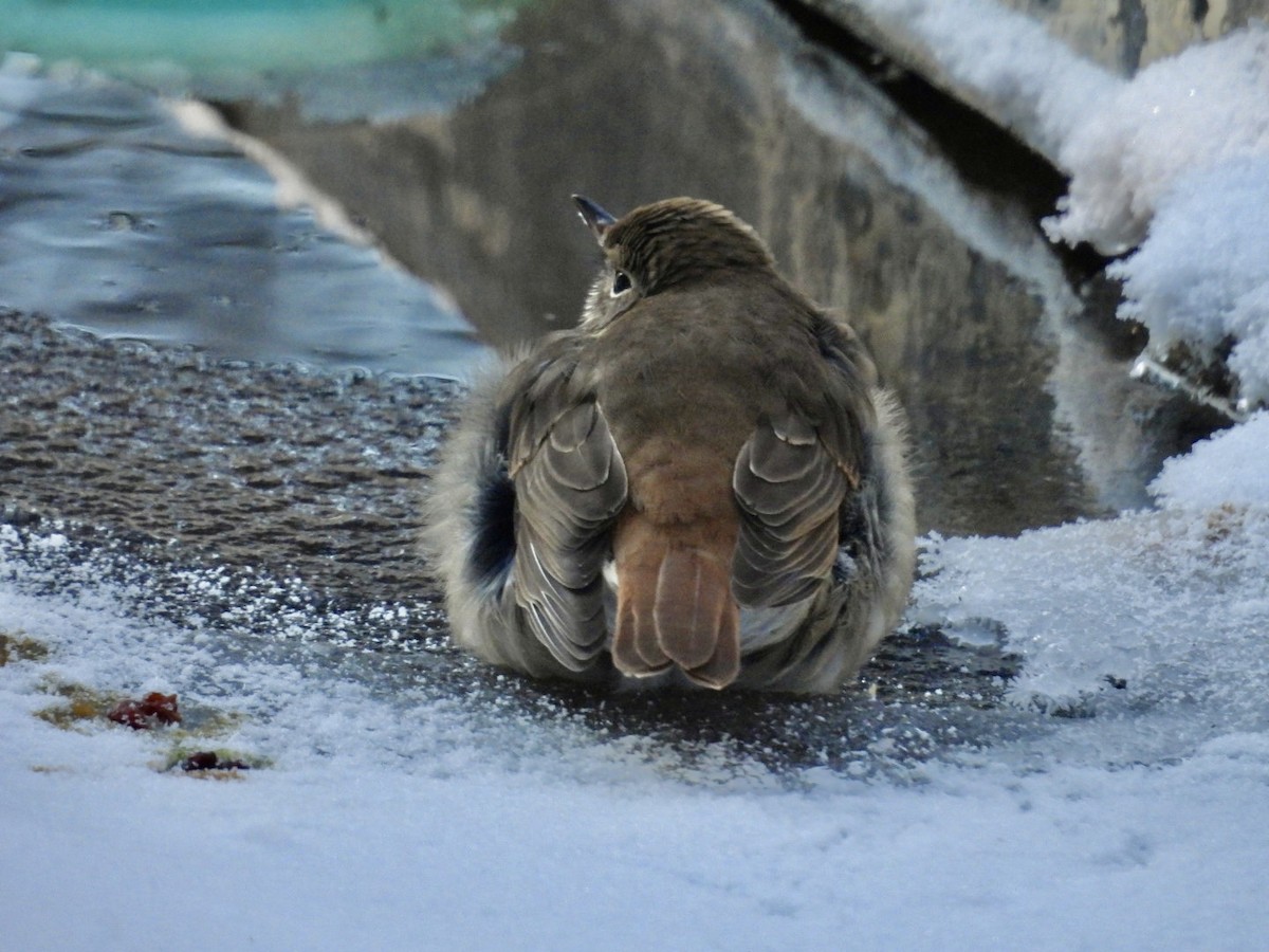 Hermit Thrush - ML613604805