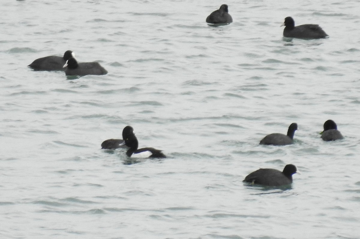 Tufted Duck - Cesar Clemente