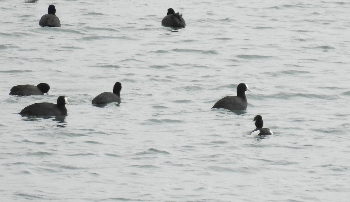 Tufted Duck - ML613604809