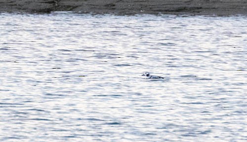 長尾鴨 - ML613604813