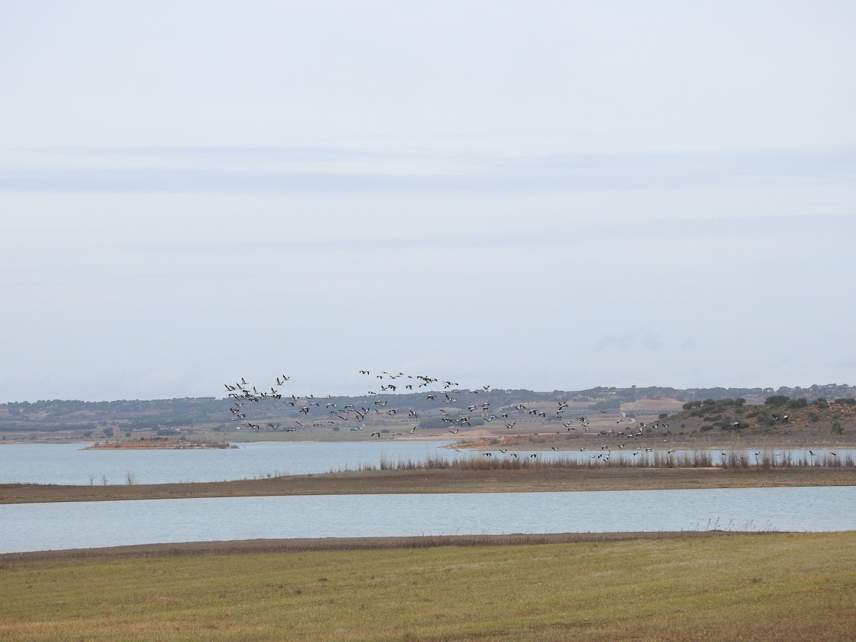 Grulla Común - ML613604825