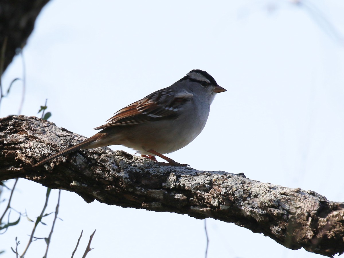 Bruant à couronne blanche - ML613604828