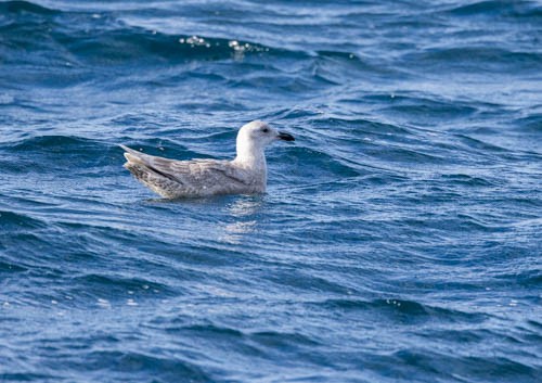 Glaucous-winged Gull - ML613604860