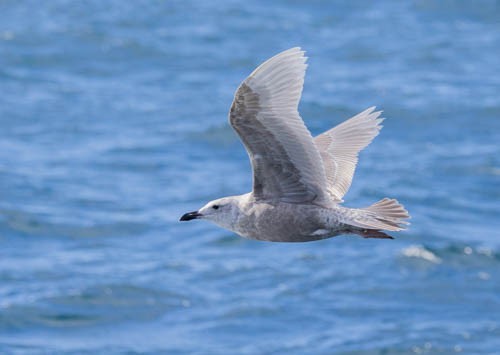 Glaucous-winged Gull - ML613604861