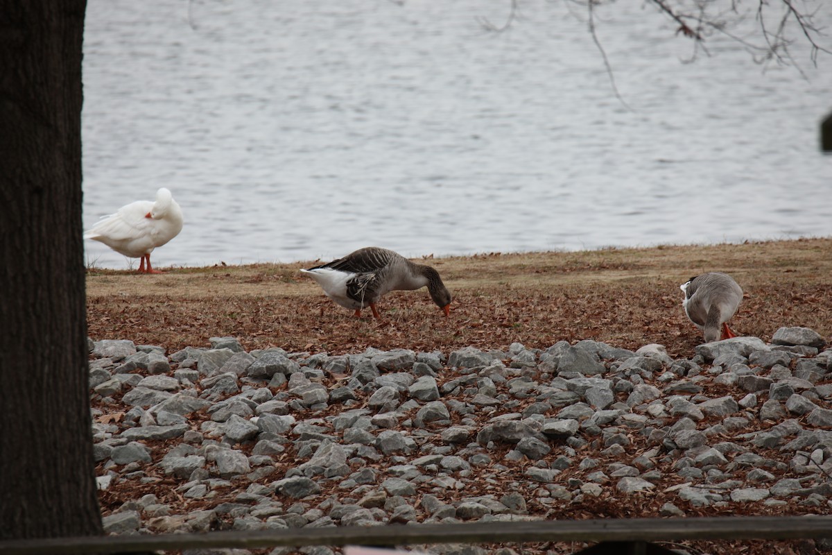 Graylag Goose (Domestic type) - Stacy Elliott