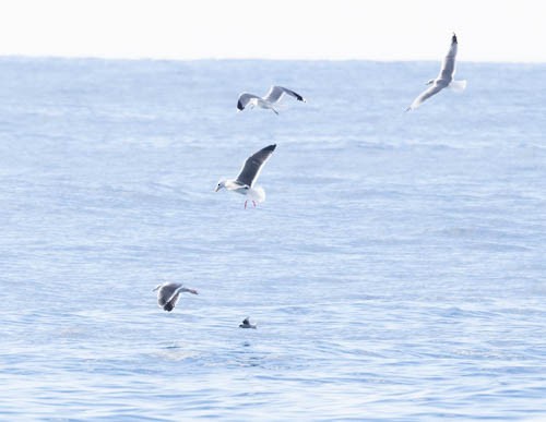 Fork-tailed Storm-Petrel - ML613604870