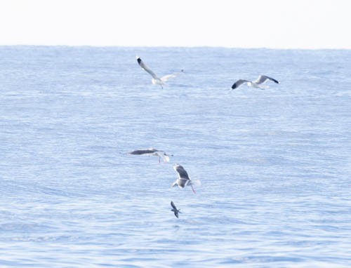 Fork-tailed Storm-Petrel - ML613604872