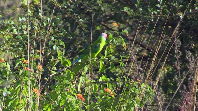 Plum-headed Parakeet - ML613604877