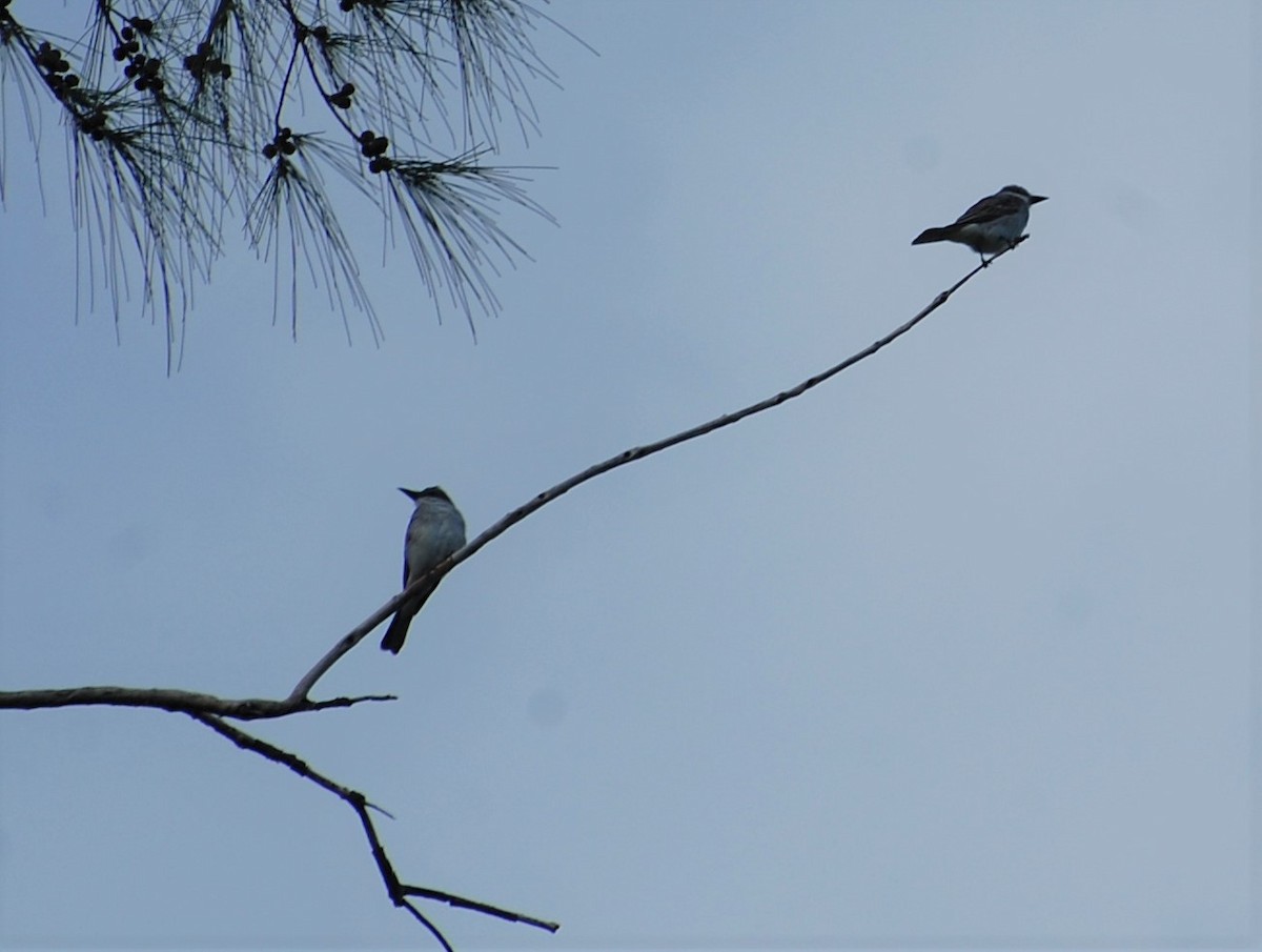 Gray Kingbird - ML613604894