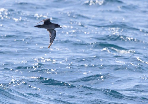 灰水薙鳥 - ML613604922