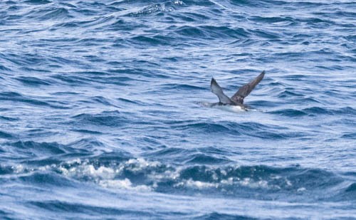 紅喉潛鳥 - ML613604939