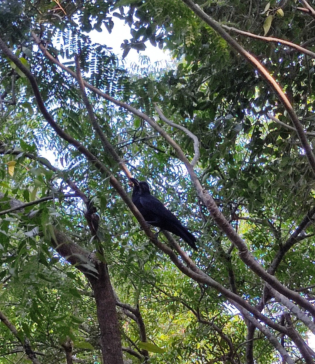 Large-billed Crow - ML613604990