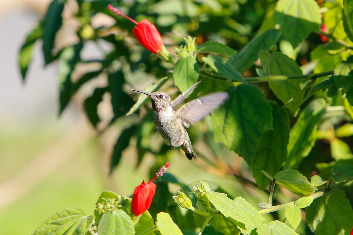 Anna's Hummingbird - Nathan Long