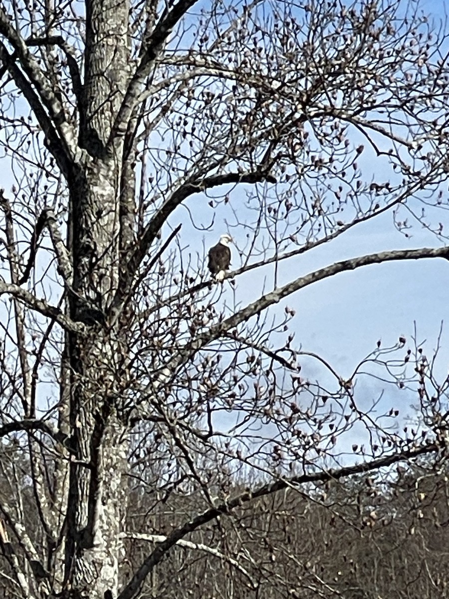 Bald Eagle - ML613605066