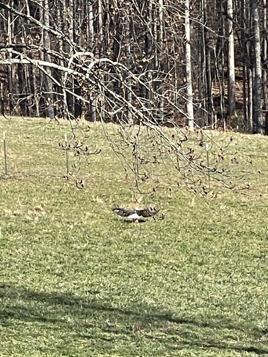 Bald Eagle - ML613605067