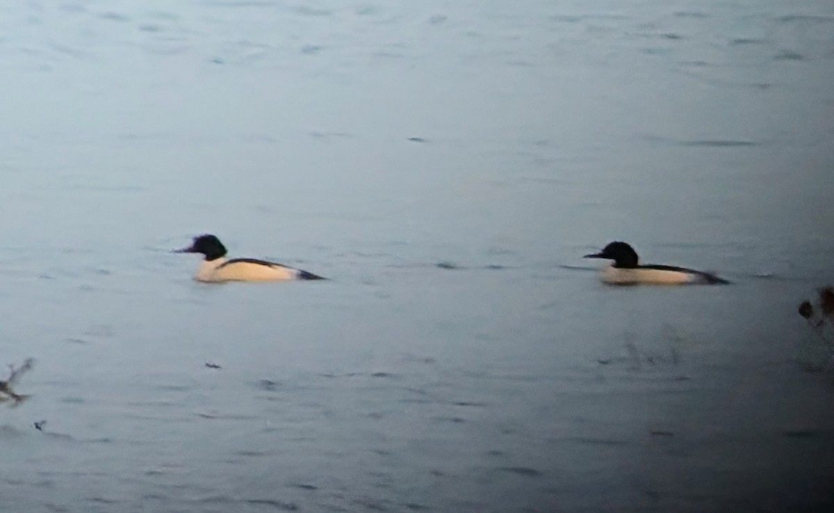 Common Merganser - Brendan Doe