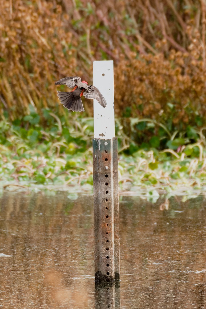 Vermilion Flycatcher - ML613605098