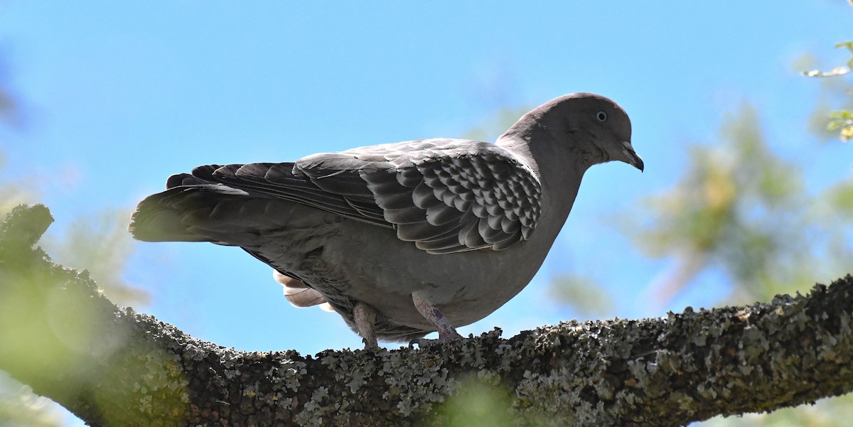 Pigeon tigré (maculosa) - ML613605118