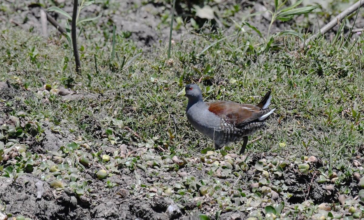 Spot-flanked Gallinule - ML613605126