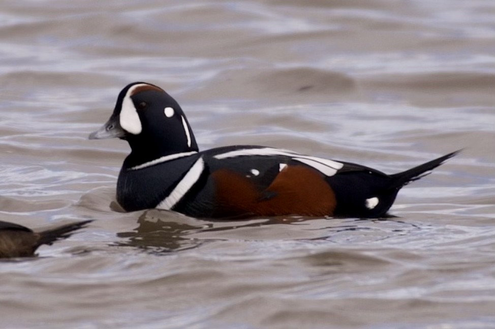 Harlequin Duck - ML613605177