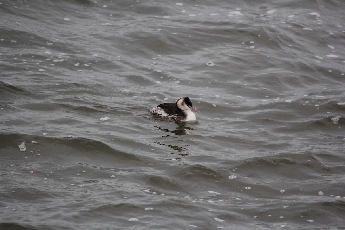 Great Crested Grebe - ML613605254