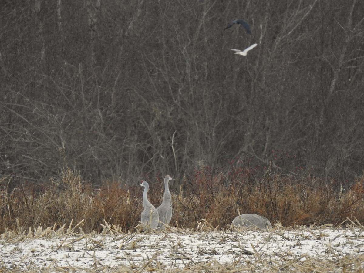 Northern Harrier - Ron Wilson