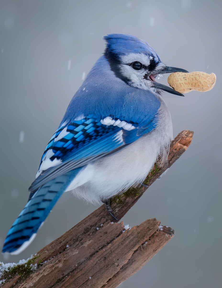 Blue Jay - Zachary Vaughan