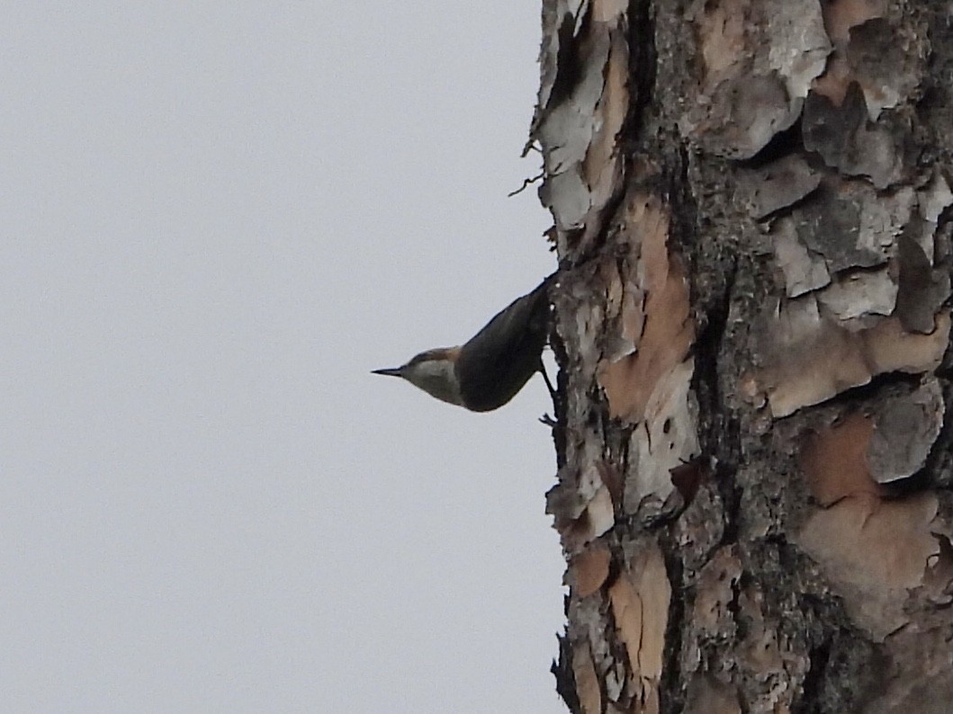 Brown-headed Nuthatch - ML613605574