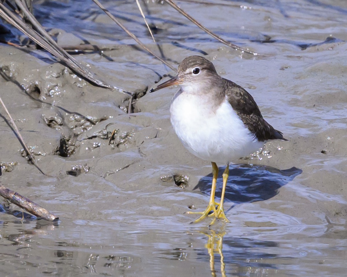 Spotted Sandpiper - ML613605705